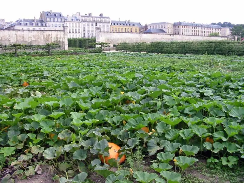 Photo de Domaine national : ancien potager du Roi et parc de Balbi - Original téléversé par Yann sur Wikipédia français - © Creative Commons (https://creativecommons.org/licenses/by-sa/4.0/deed.fr)