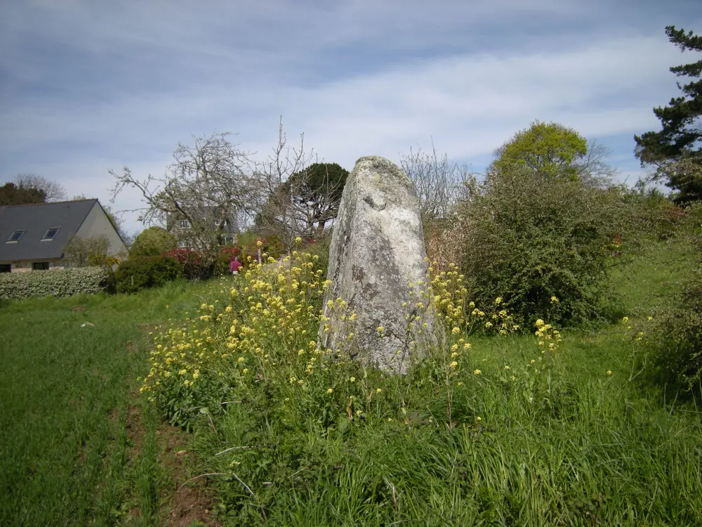 Picture of Menhir de Kervéniou - Sous licence Creative Commons (https://creativecommons.org/licenses/by-sa/4.0/deed.fr) - Par Barbetorte - © Creative Commons (https://creativecommons.org/licenses/by-sa/4.0/deed.fr)