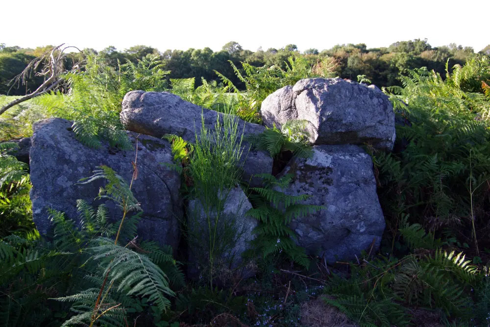 Picture of Covered and alignment of menhirs indicators of Saint-André - Sous licence Creative Commons (https://creativecommons.org/licenses/by-sa/4.0/deed.fr) - Par Dolly11 - © Creative Commons (https://creativecommons.org/licenses/by-sa/4.0/deed.fr)