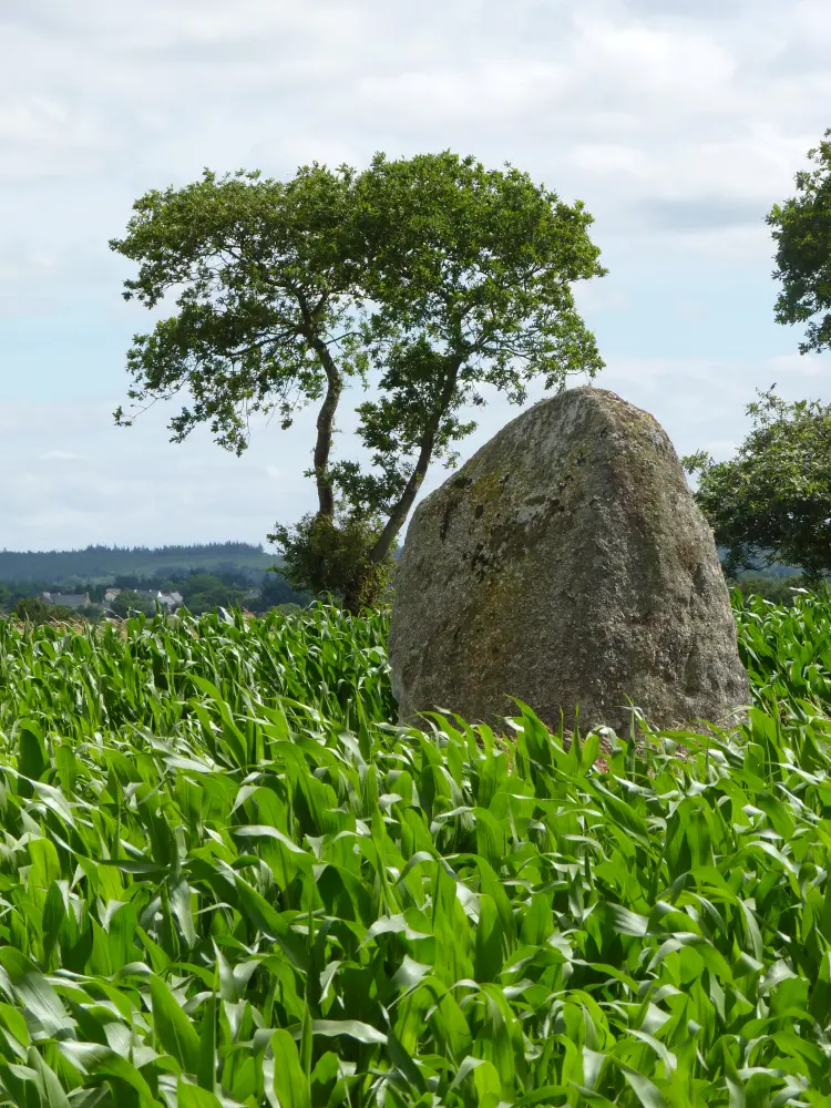Picture of Keranhouët menhir - Sous licence Creative Commons (https://creativecommons.org/licenses/by-sa/4.0/deed.fr) - Par Crepi22 - © Creative Commons (https://creativecommons.org/licenses/by-sa/4.0/deed.fr)