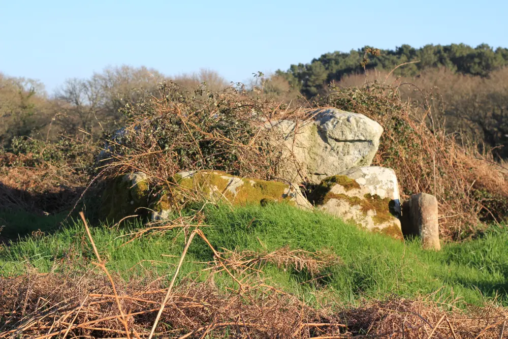 Foto von Erste Dolmen in der Galerie mit der Basis seines Tumulus - Sous licence Creative Commons (https://creativecommons.org/licenses/by-sa/4.0/deed.fr) - Par XIIIfromTOKYO - © Creative Commons (https://creativecommons.org/licenses/by-sa/4.0/deed.fr)
