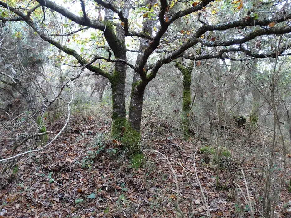 Picture of Circular tumulus - POP Plateforme Ouverte du Patrimoine / Base Mérimée - © Ministère de la Culture (France), Association Paysages de Mégalithes – Tous droits réservés