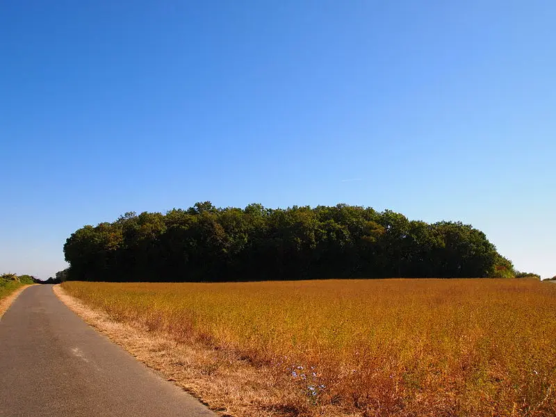Foto di Tumulus dice Old Breuil - Rosier - © Creative Commons (https://creativecommons.org/licenses/by-sa/4.0/deed.fr)