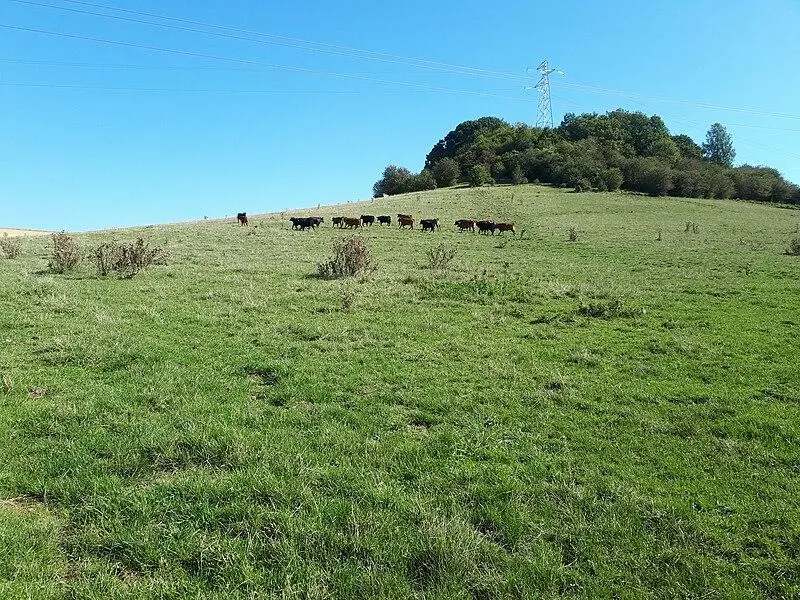 Foto von Motte Castral (alt) - Berny55300 - © Creative Commons (https://creativecommons.org/licenses/by-sa/4.0/deed.fr)