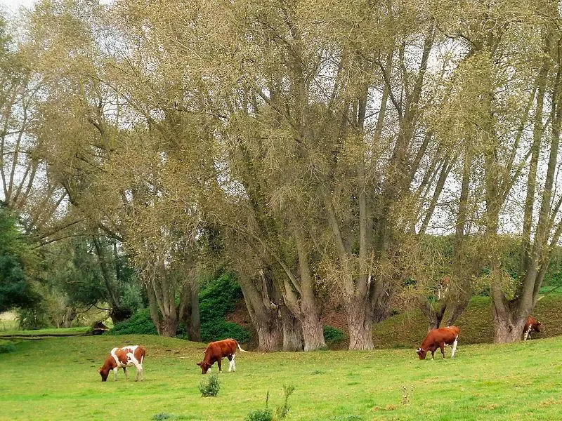 Foto de Feudal - Pierre André Leclercq (1945–) Autres noms PIERRE A - © Creative Commons (https://creativecommons.org/licenses/by-sa/4.0/deed.fr)