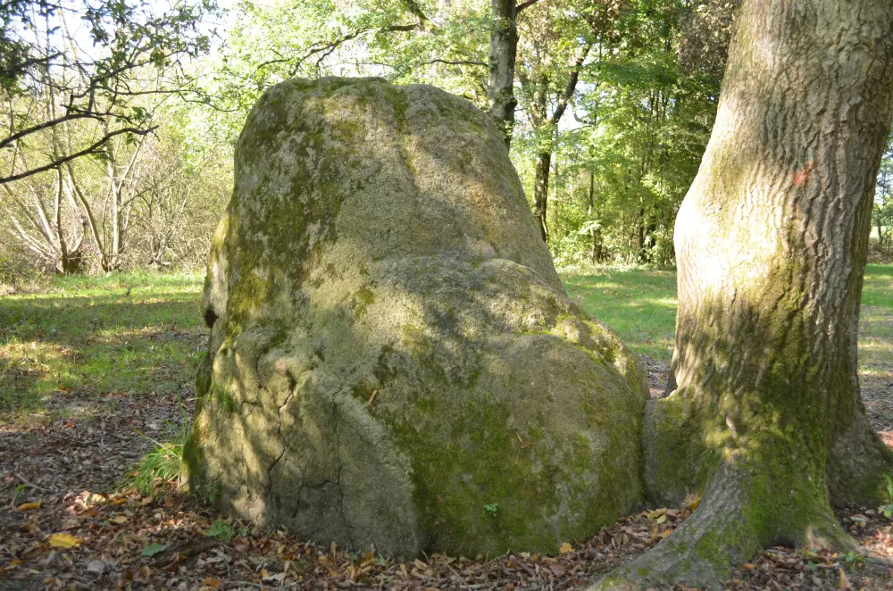 Foto de Menhirs (dos) - Sous licence Creative Commons (https://creativecommons.org/licenses/by-sa/4.0/deed.fr) - Par Selbymay - © Creative Commons (https://creativecommons.org/licenses/by-sa/4.0/deed.fr)