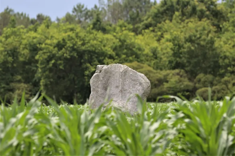 Foto di Menhir dice il Palissonnière - POP Plateforme Ouverte du Patrimoine / Base Mérimée - © Ministère de la Culture (France), Conservation des antiquités et des objets d’art de Vendée - Tous droits réservés
