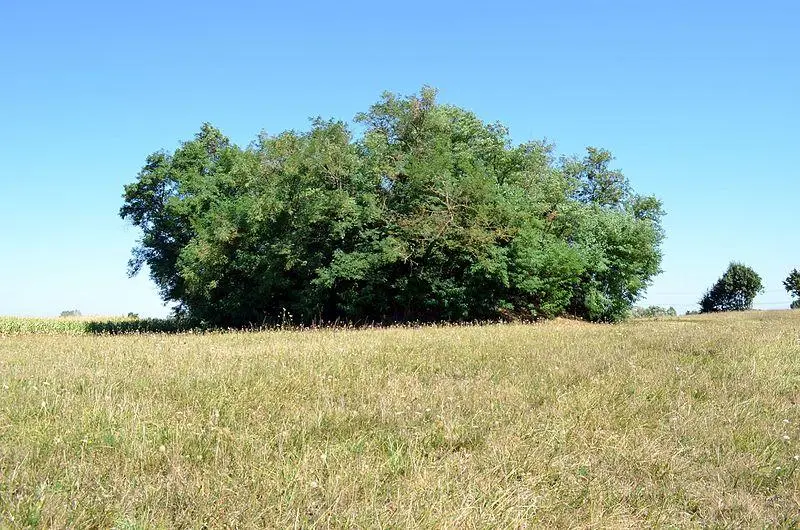 Foto de Motte castral - Benoît Prieur (1975–) Autres noms Nom de naissance - © Creative Commons (https://creativecommons.org/licenses/by-sa/4.0/deed.fr)
