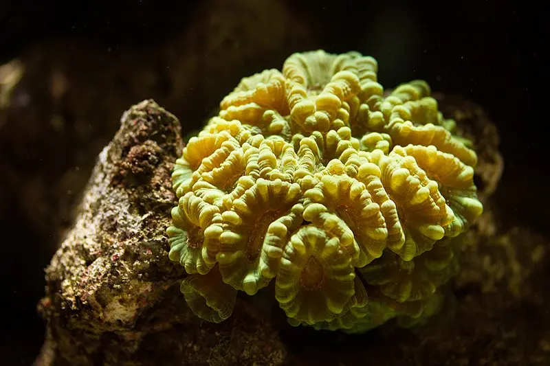 Foto von Ehemaliges Zoology Institute - Caroline Léna Becker - © Creative Commons (https://creativecommons.org/licenses/by-sa/4.0/deed.fr)