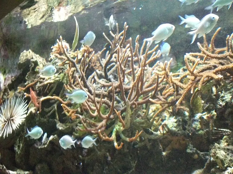 Foto von Ehemaliges Zoology Institute - G.Garitan - © Creative Commons (https://creativecommons.org/licenses/by-sa/4.0/deed.fr)