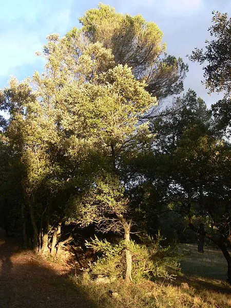 Foto di Domaine des Treilles - Giry - © Creative Commons (https://creativecommons.org/licenses/by-sa/4.0/deed.fr)