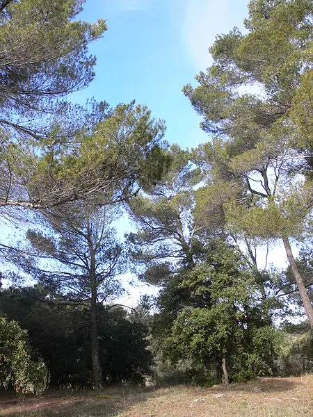 Foto di Domaine des Treilles - Giry - © Creative Commons (https://creativecommons.org/licenses/by-sa/4.0/deed.fr)