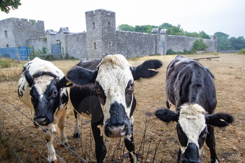 Photo de Norris Castle Farm, la maison de l'huissier de justice, le chalet et le potager - Historic England